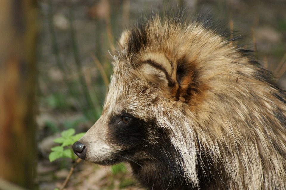 tanukiページ Introducing The Magic And Mischief Of The Tanuki | Kevin Page
